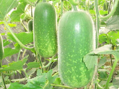 网红吃瓜神器新款大全,潮流神器，一网打尽！