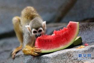 吃瓜网猴子,揭秘网络红人的崛起之路