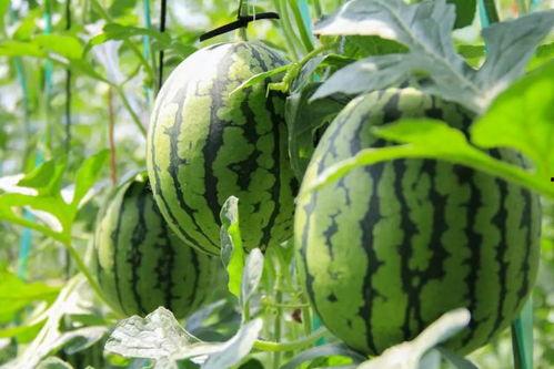 吃瓜网在线吃瓜免费,在线免费吃瓜，畅享娱乐盛宴